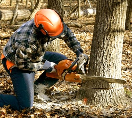 Tree Removal in Trinity, TX